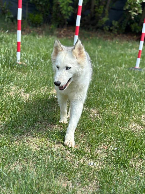 Donut, una dolcissima Husky Foto 3